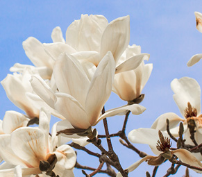 White Magnolia