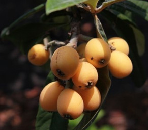 Loquat